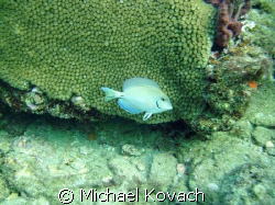 Doctor fish on the Inside Reef at Lauderdale by the Sea by Michael Kovach 